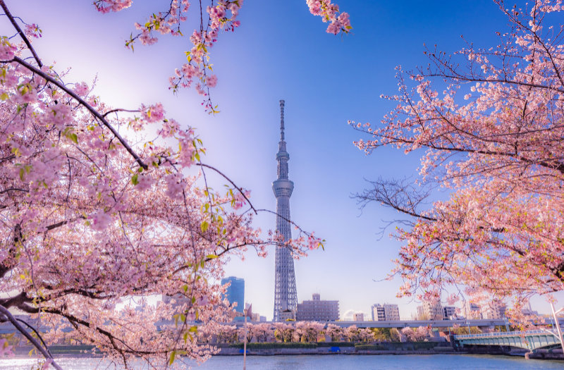 Cherry blossom and building at Asakusa Sumida Park.