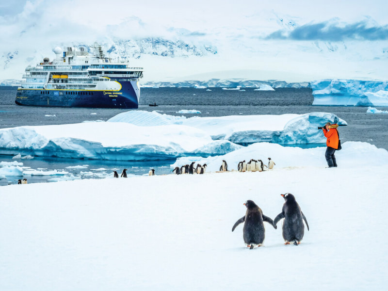 Gentoo Penguin (Pygoscelis papua) colony